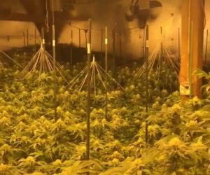 210 MARIJUANA PLANTS AND 120 ROOSTER’S TAKEN DOWN BY MERCED SHERIFF