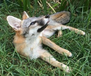 FOX FOUND IN MERCED WOULD BE LEAVING THE STATE