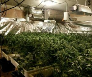 ABOUT 800 POUNDS OF ILLEGAL HOME GROWN MARIJUANA CONFISCATED BY DEPUTIES
