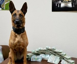 CHP SAYS, K9 LAIKA DID IT AGAIN THIS TIME SHE FOUND $167,840