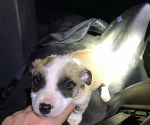 MAN ARRESTED FOR CHOKING AND DROWNING PUPPY