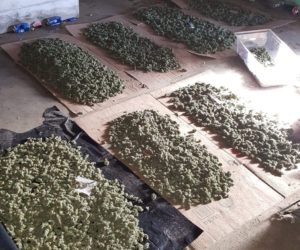 3,500 PLANTS AND 150 POUNDS OF DRIED MARIJUANA CONFISCATED