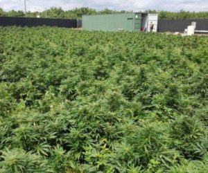 ABOUT 6,000 PLANTS, 129 POUNDS OF PRODUCT TAKEN BY SHERIFF’S