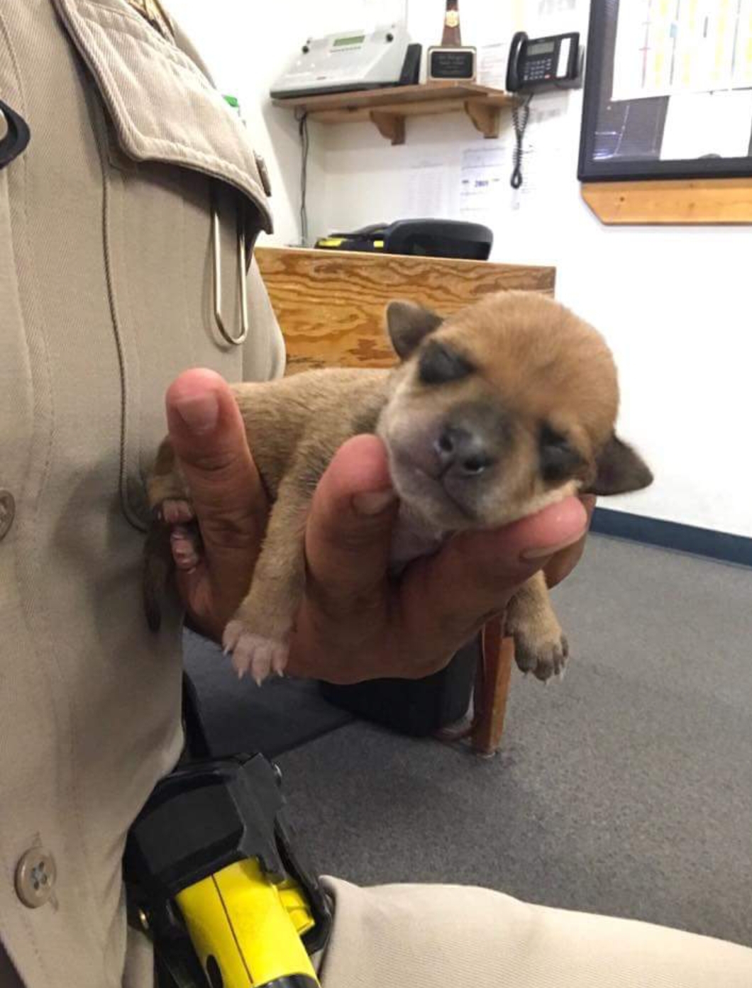 LOS BANOS CHP OFFICER RECOVERS ABANDONED PUPPY