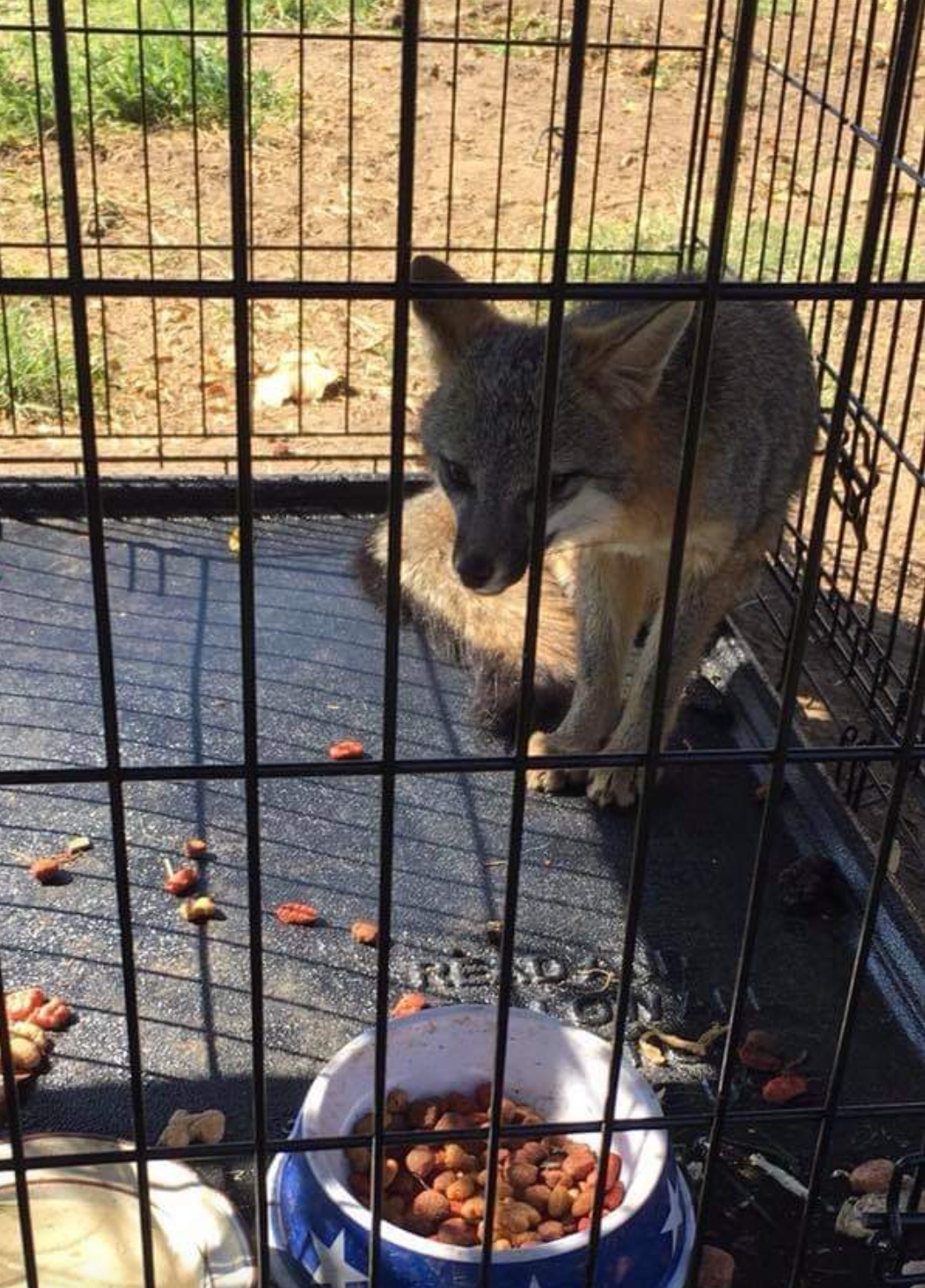Merced Sheriff’s find kit fox locked in cage during marijuana bust