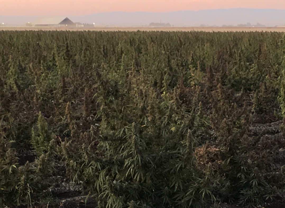 Almost 200 acres of Marijuana found in Merced County