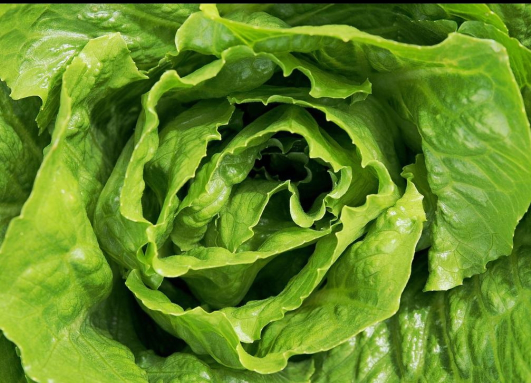 Do you have anything that contains Romaine Lettuce? This is why to get rid of it