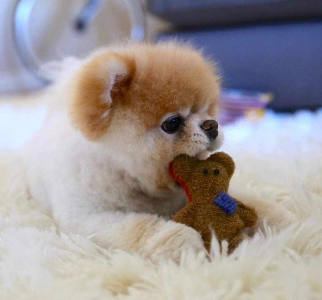 Boo, the famous Pomeranian dog passed away in his sleep early this morning