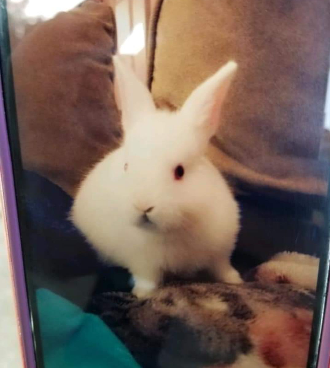 Man arrested for throwing a bunny into a wall, the bunny died
