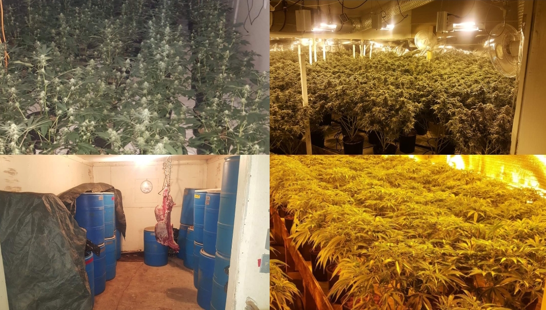 About 3,000 Marijuana plants, 500 pounds of finished product and 5 firearms seized