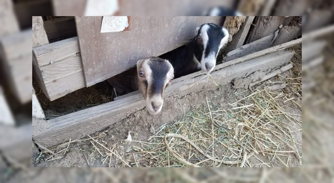 ATF recovers several Goats reported stolen