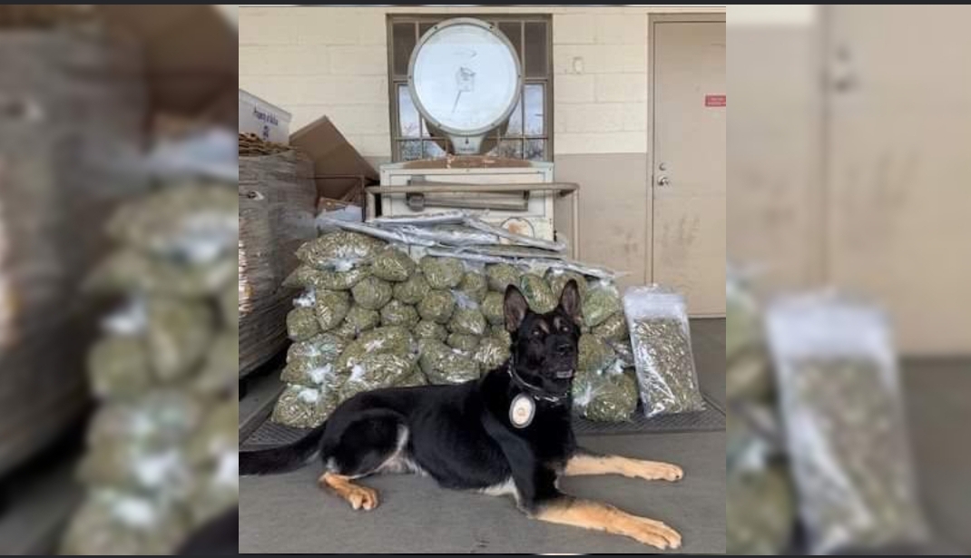 Approximately 77 pounds of dried Marijuana and 200 plants found in Merced home