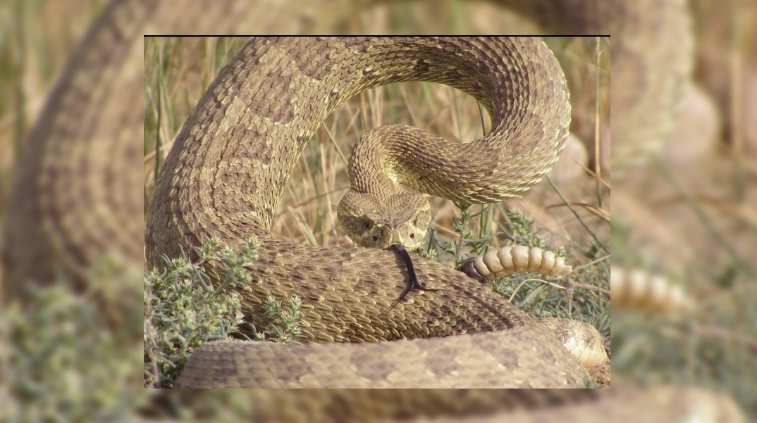 Rattle snakes spotted in Henderson Park, caution signs have been posted