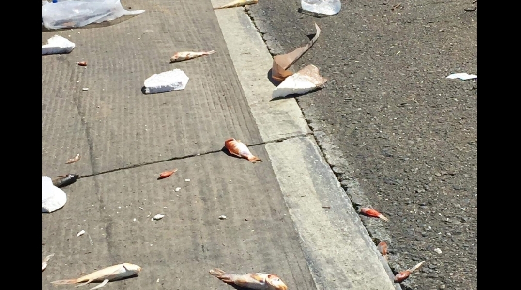 Fish and peaches scattered on Highway 99, in Livingston after collision