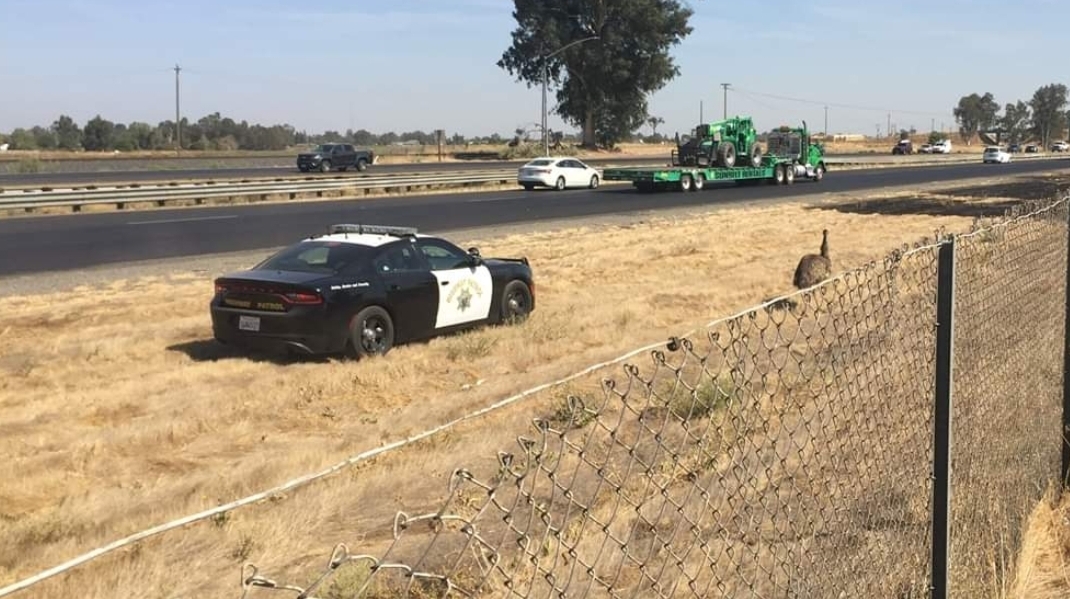 CHP arrested an Emu today along Highway 99, this is what happened