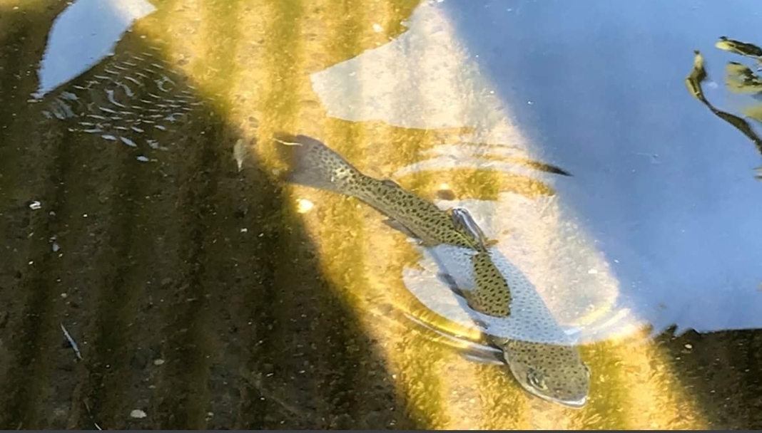 About 2,500 pounds of trout were planted at this Lake in Merced