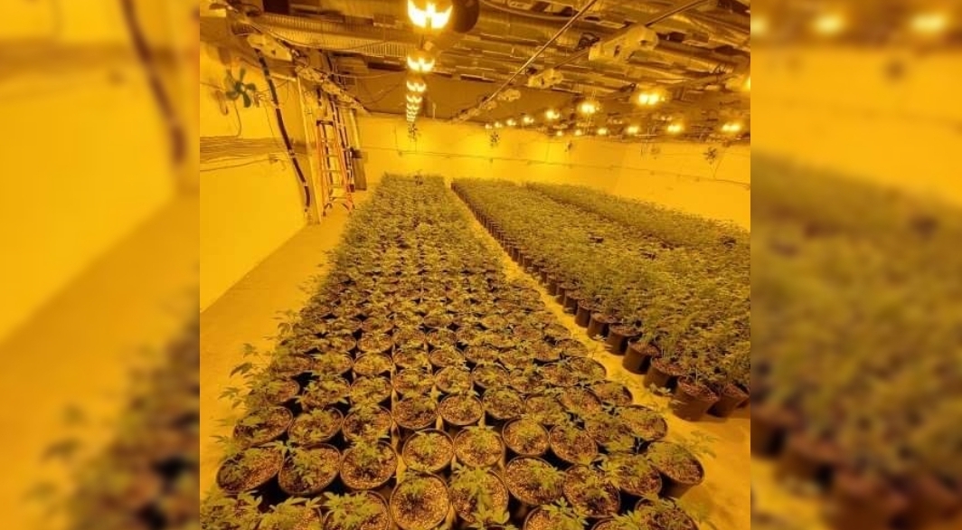 Large illegal Marijuana cultivation located in Merced County