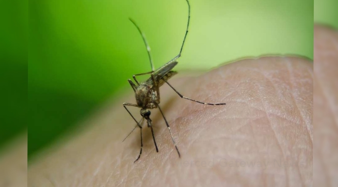 Mosquito identified in Merced County capable of transmitting several diseases