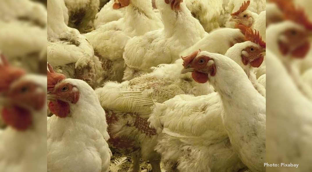 Livingston Foster Farms sued after being accused of wasting water to kill chickens