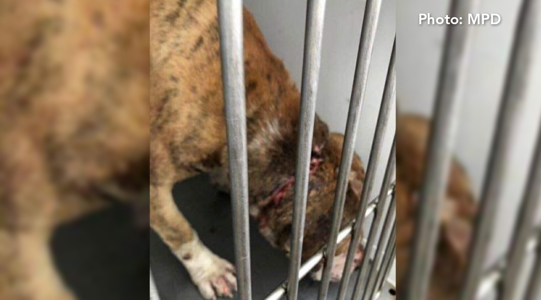 Man accused of animal cruelty in Merced, cited and released